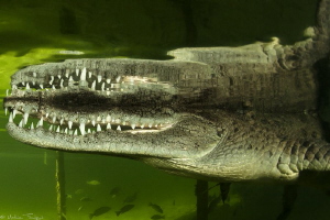 Crocodylus acutus1 by Mathieu Foulquié 